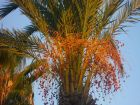 Palm in evening sun