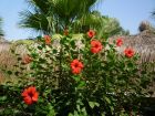 Hibiscus flowers