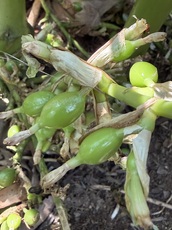 Cardamom pods