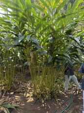Cardamom plant