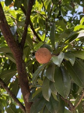 Nutmeg fruit