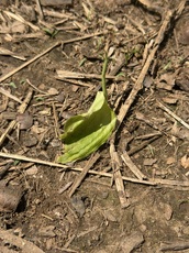 Turmeric plant