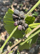 Coffee beans which missed the harvest