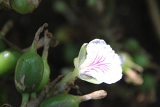 Cardamom flower