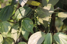 Peppercorns