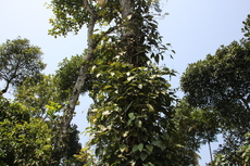Pepper plant climbing a dead tree trunk