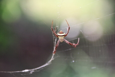 St Andrew's Cross Spider