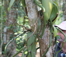 Vanilla plant