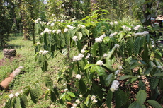 Coffee plant
