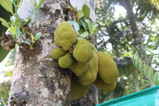 Jackfruit
