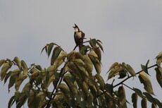 Red Banded Bulbul