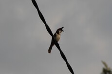 Red Banded Bulbul