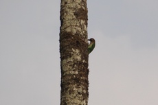 White Cheeked Barbot