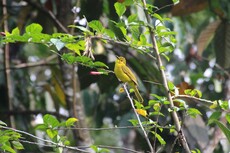 Yellow Browed Bulbul