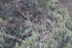 2 White Throated Kingfishers