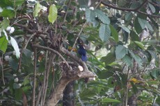 Malabar Whistling Thrush