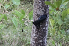 Greater Raquet Tailed Drongo