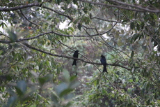 Greater Raquet Tailed Drongo (left) and Bronzed Drongo (right)